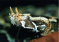 Bitis nasicornis, Uganda