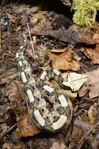 Bitis rhinoceros, Togo, juvenil (4)