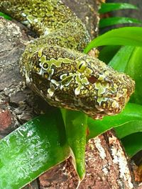 Protobothrops mangshanensis (2)