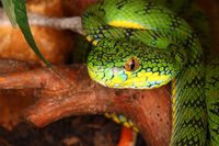 Trimeresurus schultzei